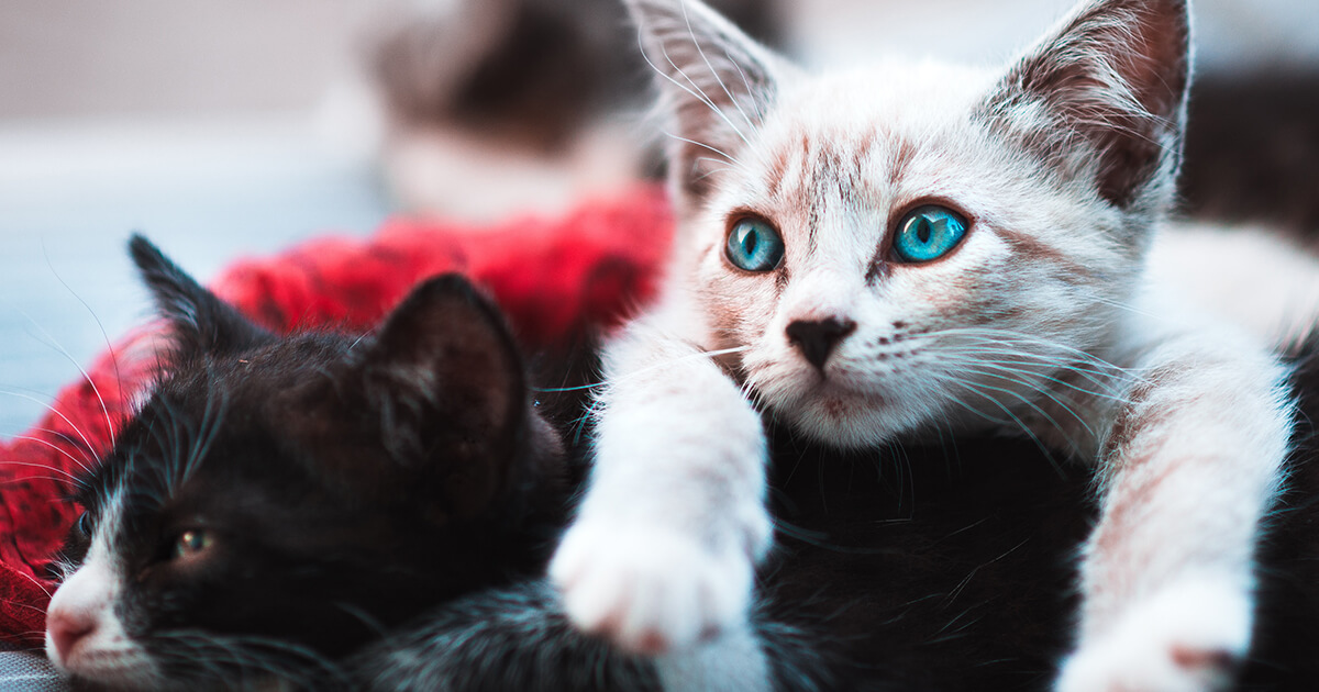 Quel Chat Choisir Quel Chat Choisir