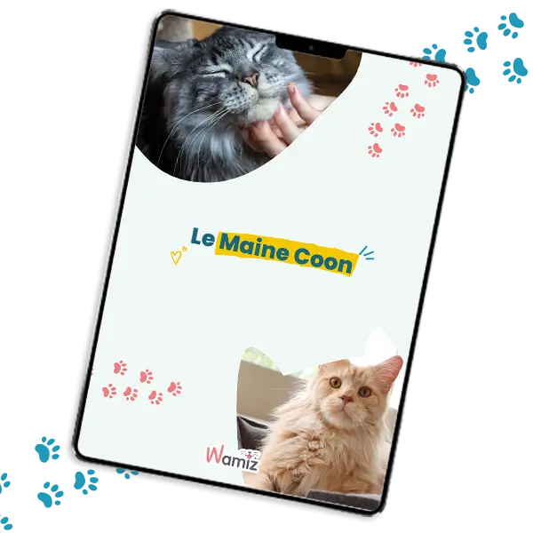 Guide Maine Coon