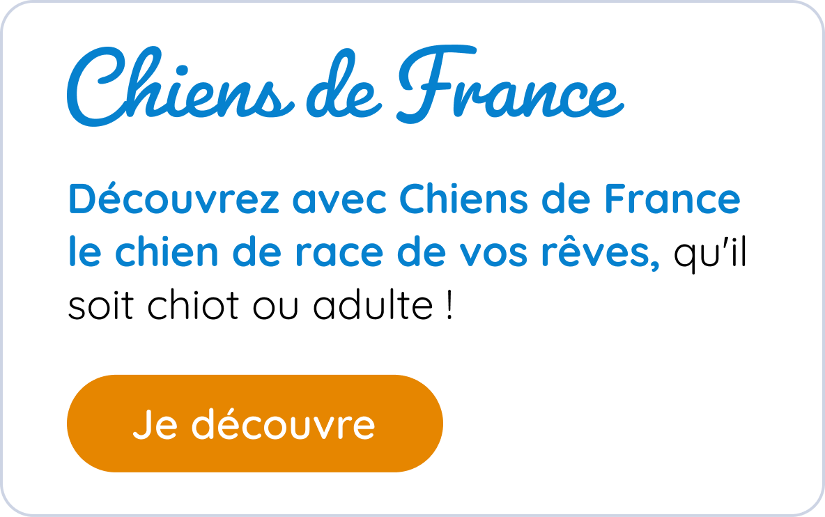 Chiens de France — Découvrez le chien de race de vos rêves