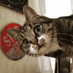 Et si votre chat devenait un personnage 3D ?