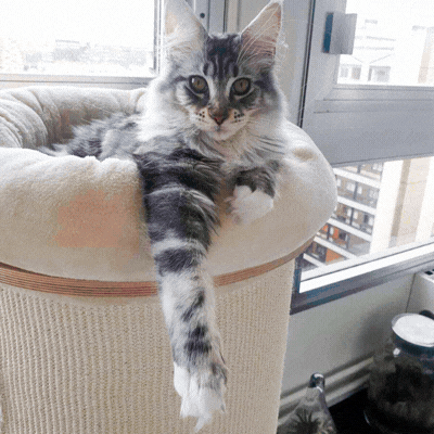 Et si votre chat cachait un véritable héros ?