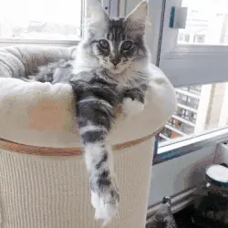 Et si votre chat cachait un véritable héros ?