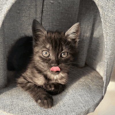 Votre chat mérite un portrait royal