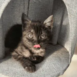 Votre chat mérite un portrait royal