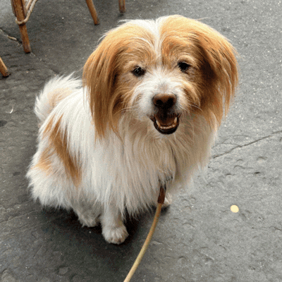 Et si votre chien devenait un personnage 3D ?