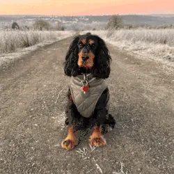 Et si votre chien cachait un véritable héros ?