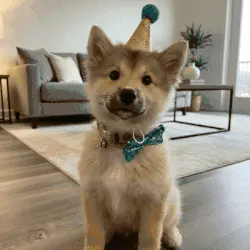 Votre chien mérite un portrait royal