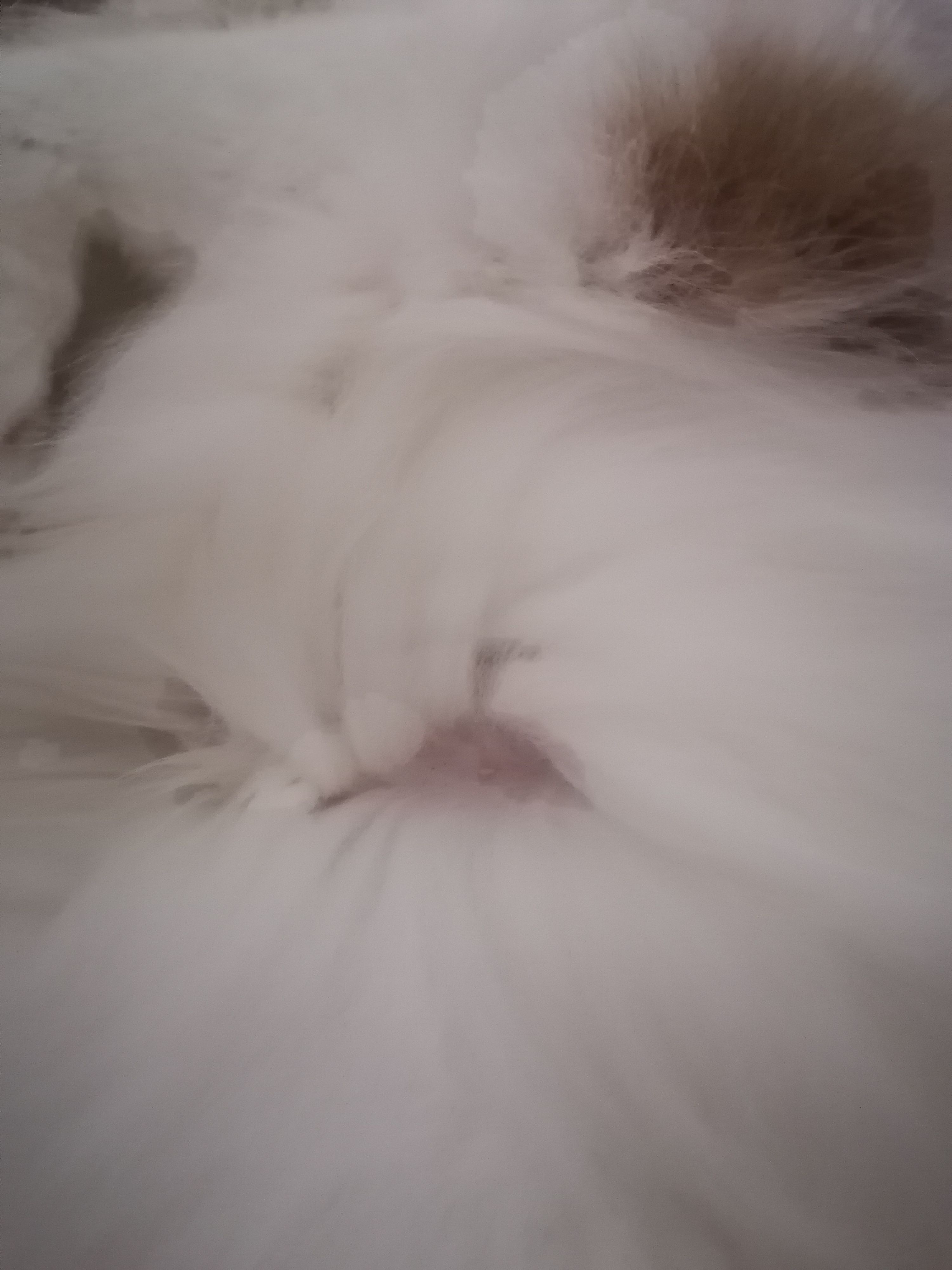 Bouton et manque de poils sur le ventre de mon chat - Forum Santé ...